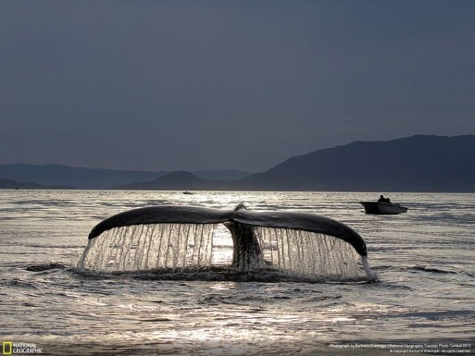 Cele mai frumoase ANIMALE SALBATICE surprinse in IMAGINI SPECTACULOASE!22