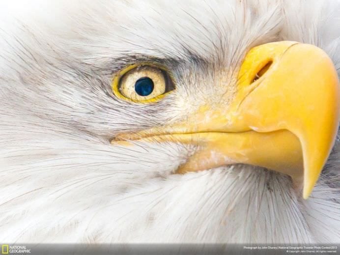 Cele mai frumoase ANIMALE SALBATICE surprinse in IMAGINI SPECTACULOASE!23