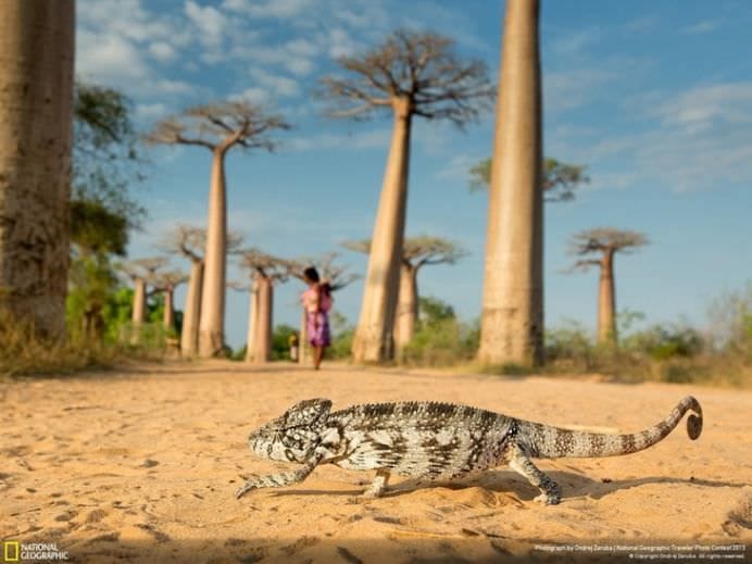 Cele mai frumoase ANIMALE SALBATICE surprinse in IMAGINI SPECTACULOASE!24