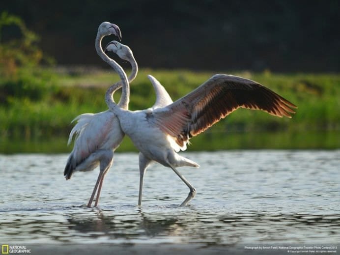 Cele mai frumoase ANIMALE SALBATICE surprinse in IMAGINI SPECTACULOASE!26