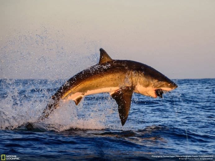 Cele mai frumoase ANIMALE SALBATICE surprinse in IMAGINI SPECTACULOASE!3