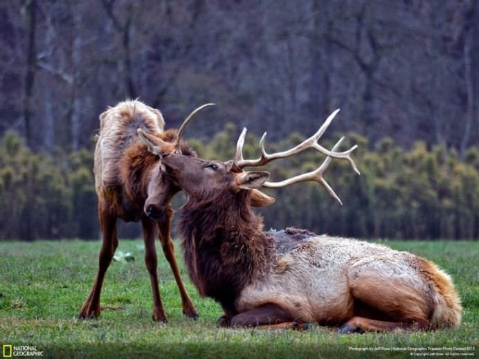 Cele mai frumoase ANIMALE SALBATICE surprinse in IMAGINI SPECTACULOASE!9