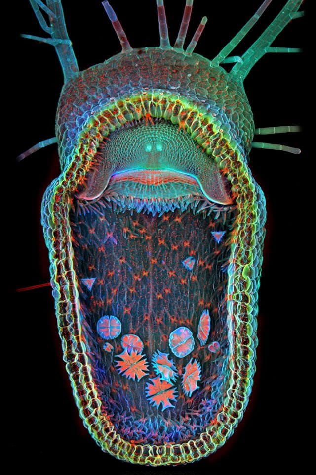 Cele mai frumoase IMAGINI MICROSCOPICE din 20131