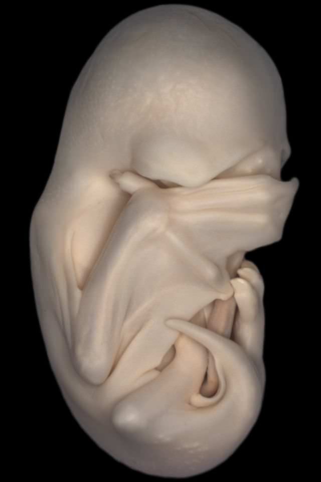 Cele mai frumoase IMAGINI MICROSCOPICE din 20132