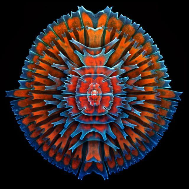 Cele mai frumoase IMAGINI MICROSCOPICE din 20133