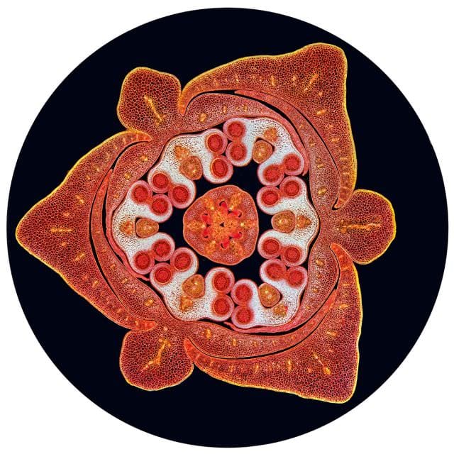 Cele mai frumoase IMAGINI MICROSCOPICE din 20134