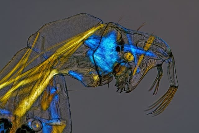 Cele mai frumoase IMAGINI MICROSCOPICE din 20137