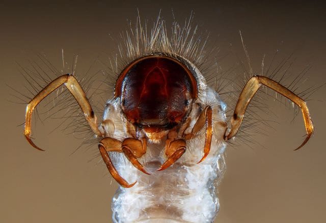 Cele mai frumoase IMAGINI MICROSCOPICE din 20139