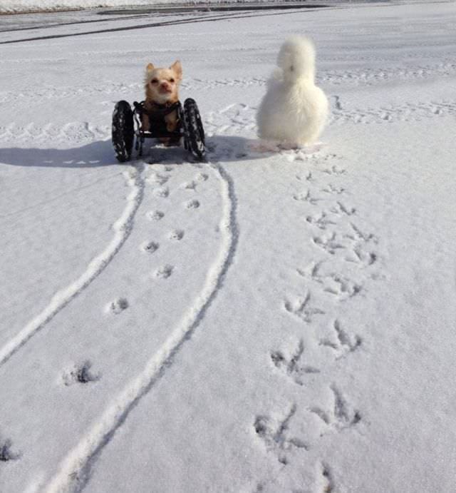 Cum se inteleg o gainusa pufoasa si un chihuahua cu doar doua picioare2