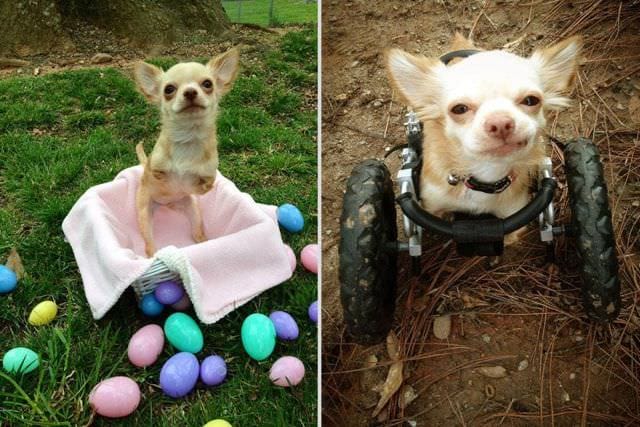 Cum se inteleg o gainusa pufoasa si un chihuahua cu doar doua picioare4