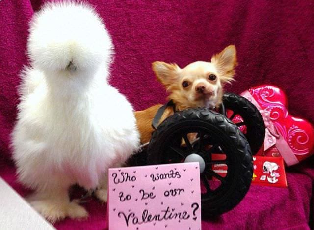 Cum se inteleg o gainusa pufoasa si un chihuahua cu doar doua picioare5