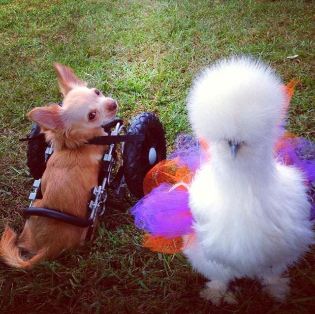 Cum se inteleg o gainusa pufoasa si un chihuahua cu doar doua picioare7