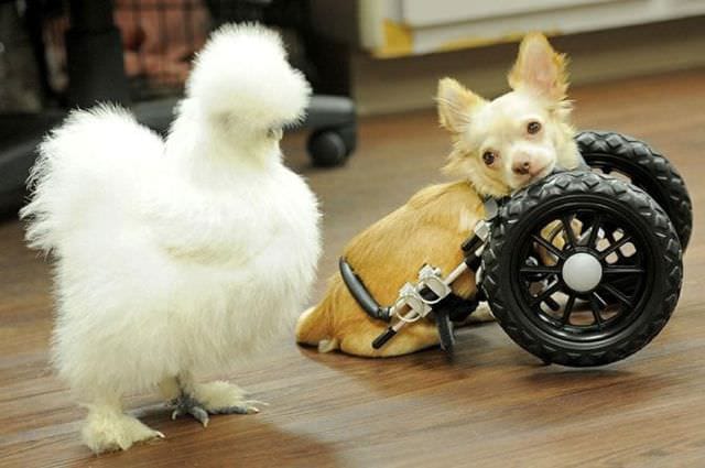 Cum se inteleg o gainusa pufoasa si un chihuahua cu doar doua picioare8
