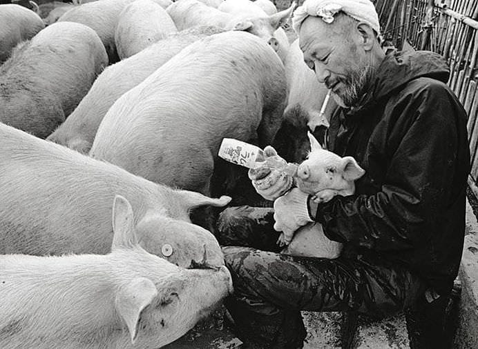 13 IMAGINI care arata ca PORCII pot fi o companie mai placuta decat OAMENII!9