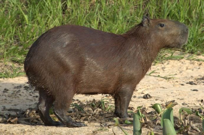 15 Cele mai mari ANIMALE DE PE PAMANT! FOTO10