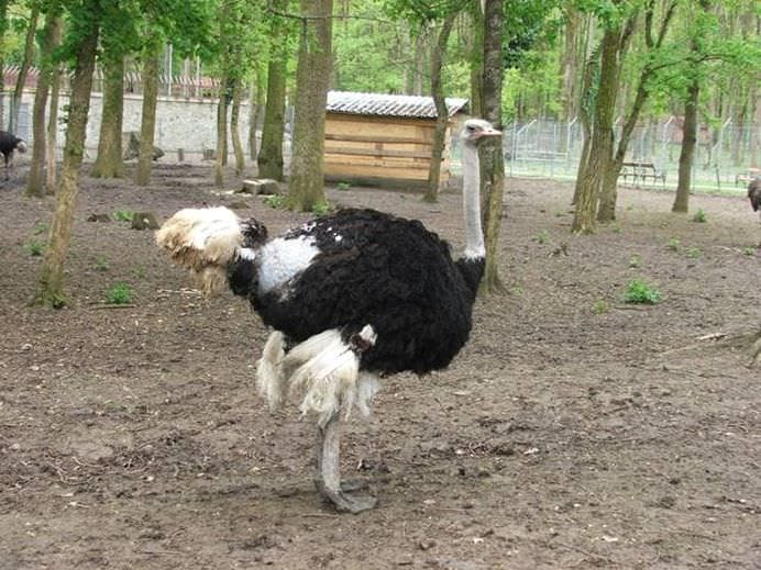 15 Cele mai mari ANIMALE DE PE PAMANT! FOTO13
