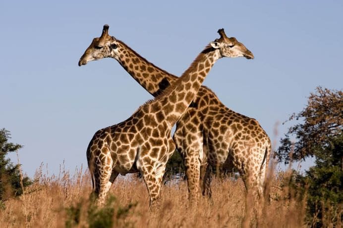 15 Cele mai mari ANIMALE DE PE PAMANT! FOTO3