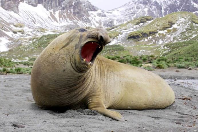 15 Cele mai mari ANIMALE DE PE PAMANT! FOTO4