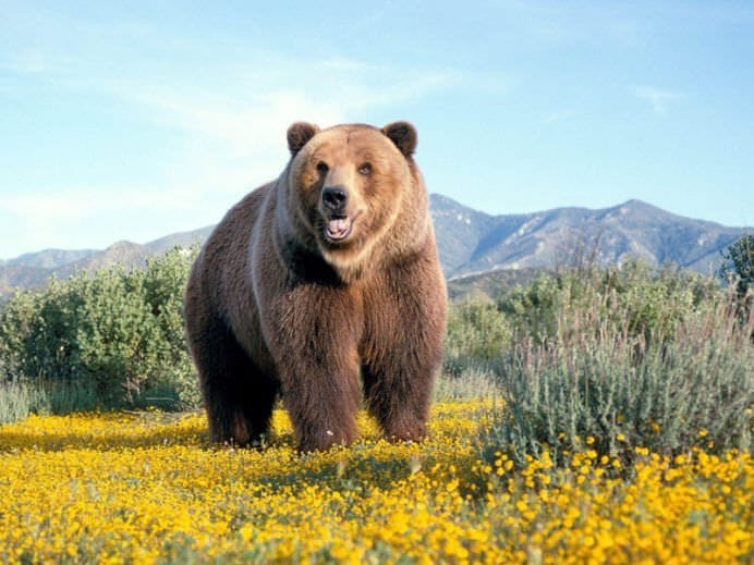 15 Cele mai mari ANIMALE DE PE PAMANT! FOTO55