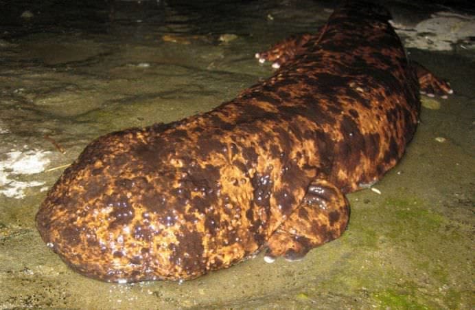 15 Cele mai mari ANIMALE DE PE PAMANT! FOTO7