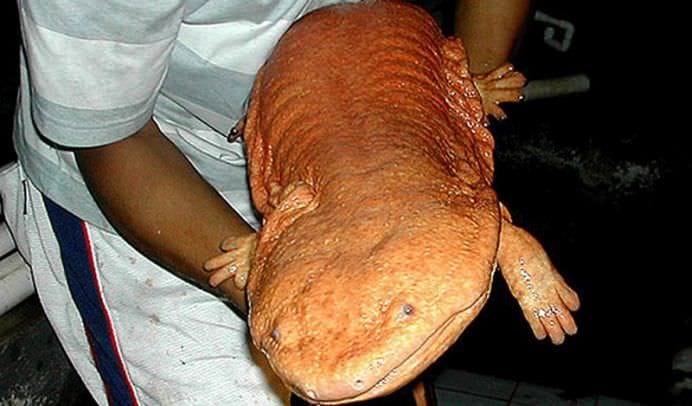 15 Cele mai mari ANIMALE DE PE PAMANT! FOTO77