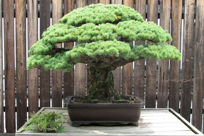 Bonsaiul de 388 de ani care a supravietuit BOMBEI ATOMICE de la Hiroshima! FOTO2