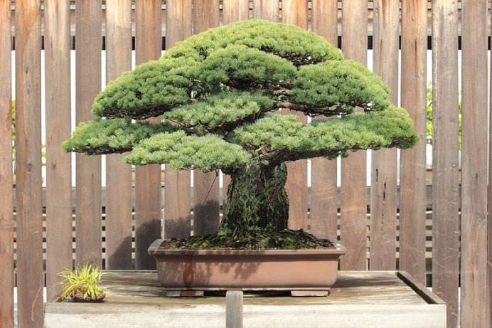 Bonsaiul de 388 de ani care a supravietuit BOMBEI ATOMICE de la Hiroshima! FOTO4