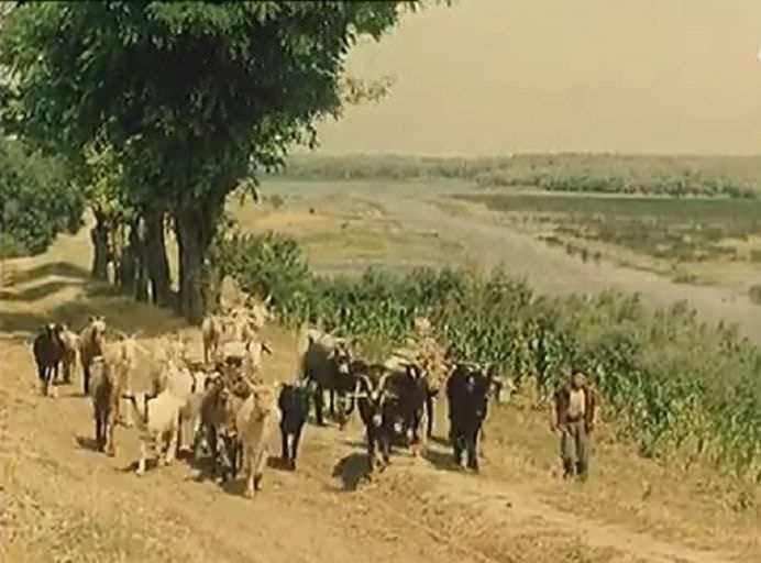 IMAGINI DE COLECTIE cu Delta Dunarii sau PARADISUL PENTRU ORICE PESCAR, intr-un reportaj britanic din 1962! VIDEO1