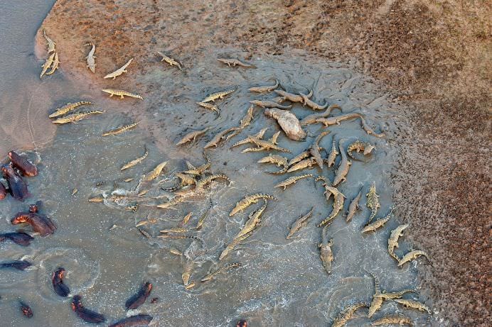 IMAGINI MONUMENTALE cu o BATALIE dintre sute de HIPOPOTAMI si CROCODILI!1