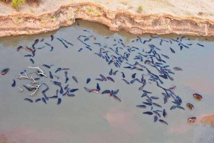IMAGINI MONUMENTALE cu o BATALIE dintre sute de HIPOPOTAMI si CROCODILI!2