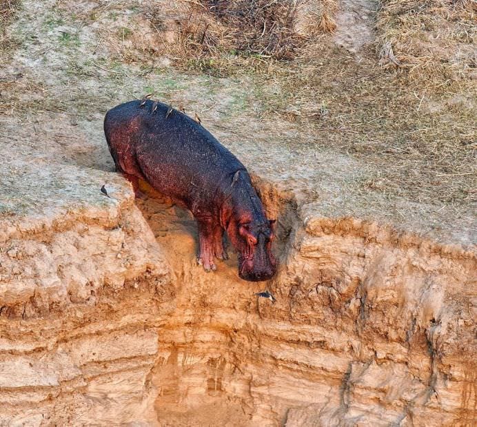 IMAGINI MONUMENTALE cu o BATALIE dintre sute de HIPOPOTAMI si CROCODILI!7