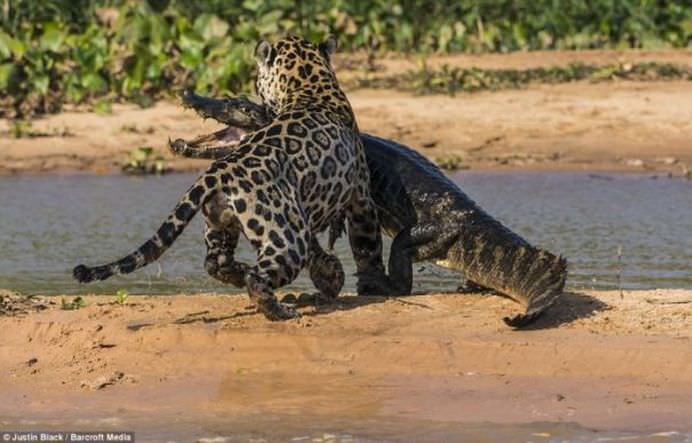 IMAGINI FANTASTICE Cine invinge in BATALIA TITANILOR Jaguarul sau crocodilul FOTO VIDEO1