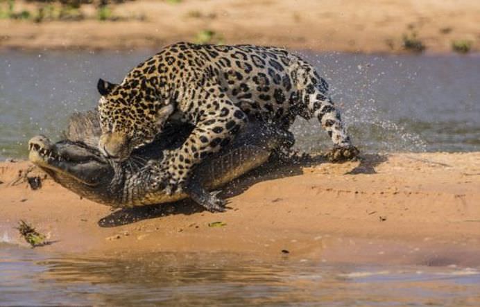 IMAGINI FANTASTICE Cine invinge in BATALIA TITANILOR Jaguarul sau crocodilul FOTO VIDEO2