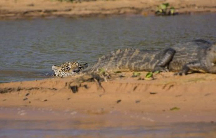 IMAGINI FANTASTICE Cine invinge in BATALIA TITANILOR Jaguarul sau crocodilul FOTO VIDEO4