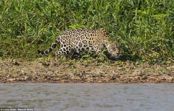 IMAGINI FANTASTICE Cine invinge in BATALIA TITANILOR Jaguarul sau crocodilul FOTO VIDEO6