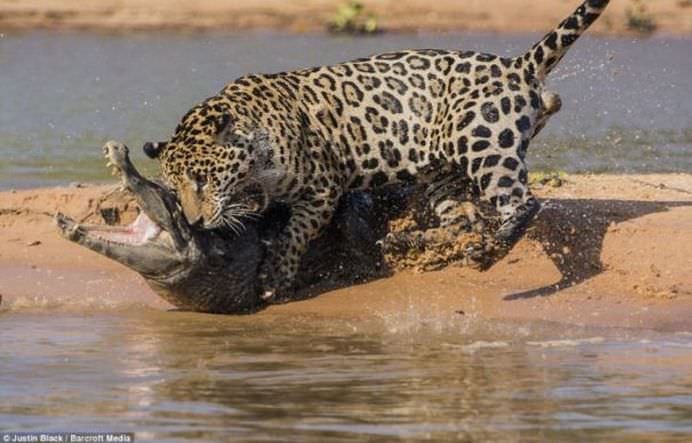 IMAGINI FANTASTICE Cine invinge in BATALIA TITANILOR Jaguarul sau crocodilul FOTO VIDEO7