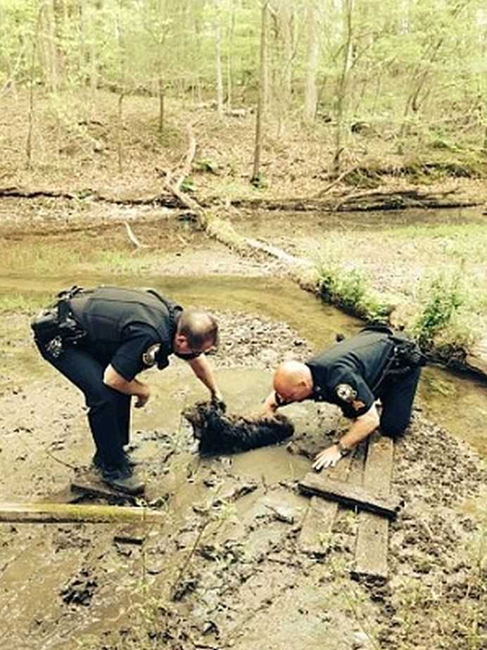 IMAGINI INDUIOSATOARE cu salvarea unui CATELUS care ramasese blocat in noroi!4