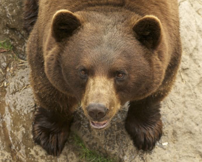 TOP 10 Animale care au facut ceva INCREDIBIL cand SPERANTA era pierduta!6