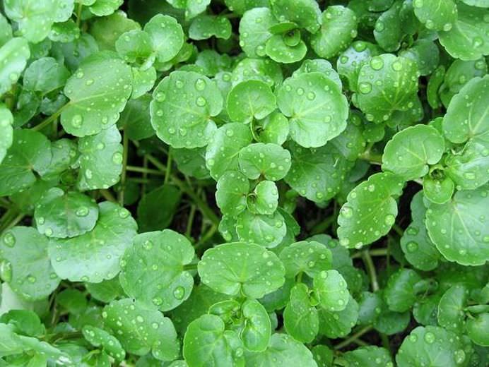 TOP 10 BURUIENI pe care le INGNORAI, desi le poti include in orice MENIU!4