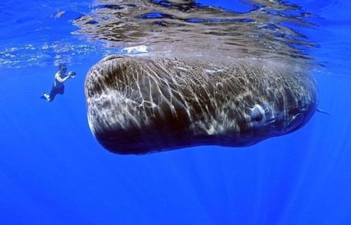 Un SCHELET URIAS a fost descoperit pe o plaja din Australia! FOTO + VIDEO1