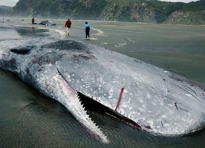 Un SCHELET URIAS a fost descoperit pe o plaja din Australia! FOTO + VIDEO3