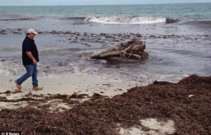 Un SCHELET URIAS a fost descoperit pe o plaja din Australia! FOTO + VIDEO5