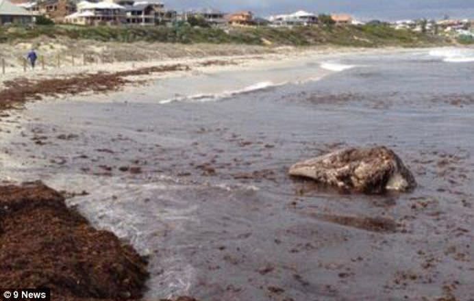 Un SCHELET URIAS a fost descoperit pe o plaja din Australia! FOTO + VIDEO6
