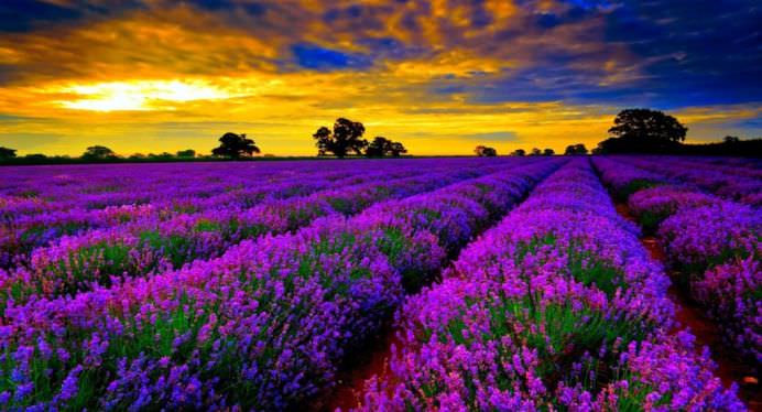 Daca IMAGINILE ar avea MIROS OARE CUM AR FI ACEST CAMP DE LAVANDA1