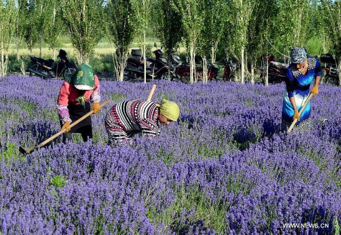 Daca IMAGINILE ar avea MIROS OARE CUM AR FI ACEST CAMP DE LAVANDA10
