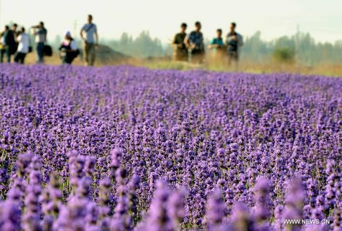 Daca IMAGINILE ar avea MIROS OARE CUM AR FI ACEST CAMP DE LAVANDA2