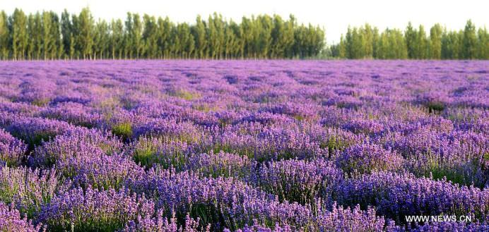 Daca IMAGINILE ar avea MIROS OARE CUM AR FI ACEST CAMP DE LAVANDA3