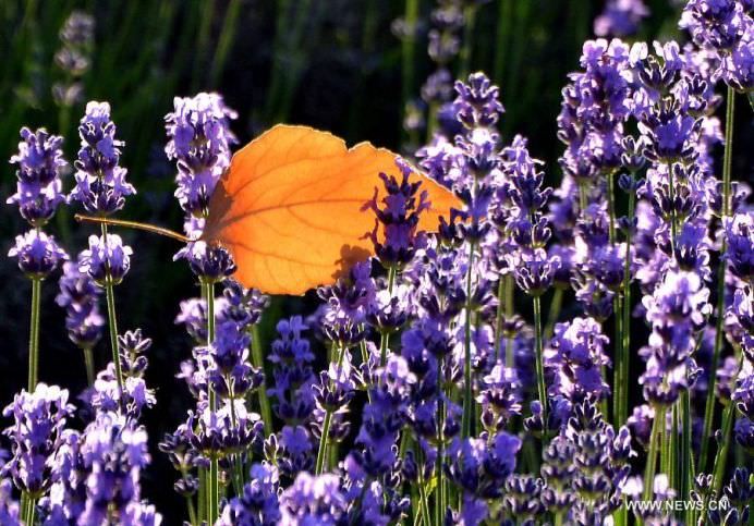 Daca IMAGINILE ar avea MIROS OARE CUM AR FI ACEST CAMP DE LAVANDA4