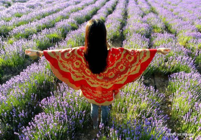 Daca IMAGINILE ar avea MIROS OARE CUM AR FI ACEST CAMP DE LAVANDA5