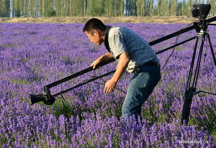 Daca IMAGINILE ar avea MIROS OARE CUM AR FI ACEST CAMP DE LAVANDA7